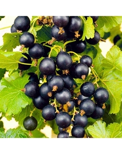 Саженец Смородина черная (ОКС) Валовая, 1 шт, Осень 2025 Сады урала