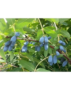 Саженец Жимолость (ОКС) Бореалис, 1 шт, Осень 2025 Сады урала