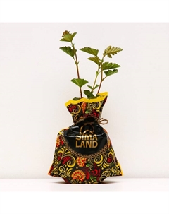 Саженец Пузыреплодник (горшок р9) Ред барон, 1 шт, Осень 2025 Сады урала