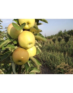 Саженец Яблоня колонновидная (горшок 9*9*14, 2л) Медок, 1 шт, Осень 2025 Сады урала