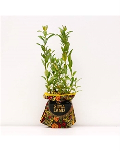 Саженец Ива (горшок р9) Ланата, 1 шт, Осень 2025 Сады урала