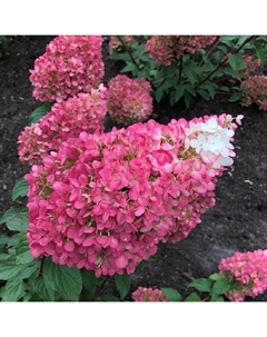 Саженец Гортензия (горшок р9) Литтл Блоссом, 1 шт, Осень 2025 Сады урала