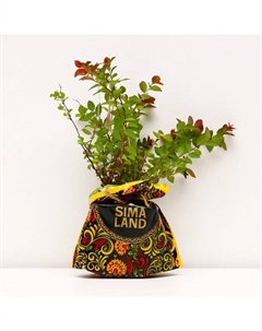 Саженец Спирея (горшок р9) Спарклинг Шампань, 1 шт, Осень 2025 Сады урала