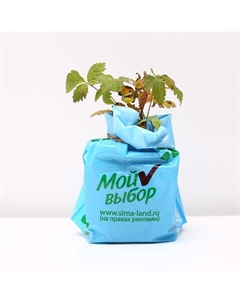 Саженец Княженика (горшок р9) Астра, 1 шт, Осень 2025 Сады урала