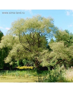 Саженец Ива (горшок р9) Фантазия, 1 шт, Осень 2025 Сады урала