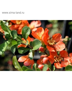 Саженец Айва (горшок р9) Николайн, 1 шт, Осень 2025 Сады урала