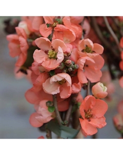 Саженец Айва (горшок р9) Сэлмон Горизонт, 1 шт, Осень 2025 Сады урала