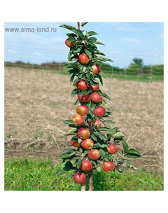 Саженец Яблоня колонновидная (горшок 9*9*14, 2л) Васюган, 1 шт, Осень 2025 Сады урала