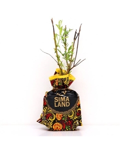 Саженец Ива (горшок р9) Водопад, 1 шт, Осень 2025 Сады урала