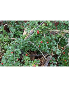 Саженец Кизильник (горшок р9) Тангстед, 1 шт, Осень 2025 Сады урала