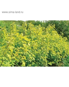 Саженец Пузыреплодник (горшок р9) Ауреус (Лютеус), 1 шт, Осень 2025 Сады урала