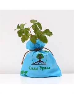 Саженец Княженика (горшок р9) Анна, 1 шт, Осень 2025 Сады урала