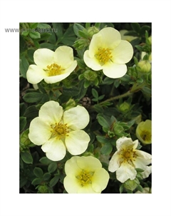 Саженец Курильский чай (горшок р9) Примроуз бьюти, 1 шт, Осень 2025 Сады урала