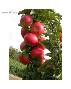 Саженец Яблоня колонновидная (горшок 9*9*14, 2л) Кумир, 1 шт, Осень 2025 Сады урала