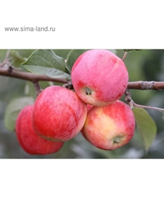 Яблоня штамбовая "Горнист" ОКС, (семенной подвой) 1 шт, Весна 22 Сады урала