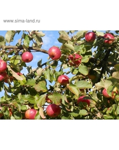 Саженец Яблоня штамбовая (на семенном подвое) ОКС Розочка, 1 шт, Осень 2025 Сады урала