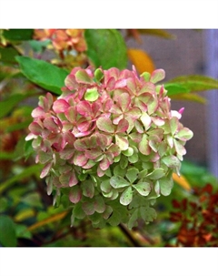 Саженец Гортензия (горшок р9) Жемчужина фестиваля, 1 шт, Осень 2025 Сады урала