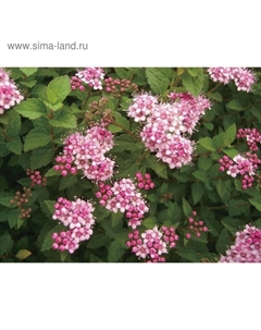 Саженец Спирея (горшок р9) Литтл принцесс, 1 шт, Осень 2025 Сады урала