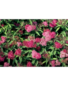 Саженец Спирея (горшок р9) Неон флеш, 1 шт, Осень 2025 Сады урала