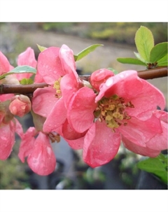 Саженец Айва (горшок р9) Пинк квин, 1 шт, Осень 2025 Сады урала