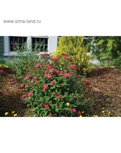 Саженец Спирея (горшок р9) Дабл плей артист, 1 шт, Осень 2025 Сады урала