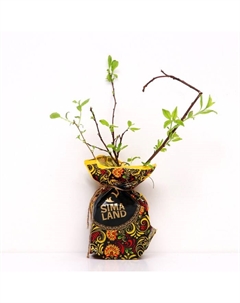 Саженец СВГ (горшок р9) Опата, 1 шт, Осень 2025 Сады урала