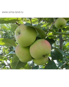 Саженец Яблоня карлики М.А. Мазунина (горшок 9*9*14) Приземленное, 1 шт, Осень 2025 Сады урала