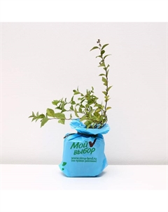 Саженец Спирея (горшок р9) Голдфлейм, 1 шт, Осень 2025 Сады урала