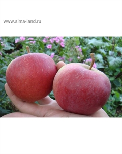 Саженец Яблоня штамбовая (на семенном подвое) ОКС Краса Свердловска, 1 шт, Осень 2025 Сады урала