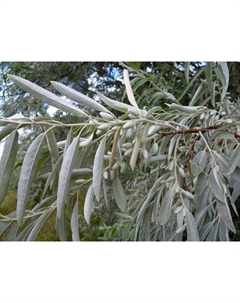 Саженец Ива (горшок р9) Лохолистная, 1 шт, Осень 2025 Сады урала