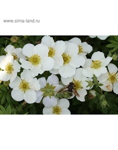 Саженец Курильский чай (горшок р9) Альба, 1 шт, Осень 2025 Сады урала