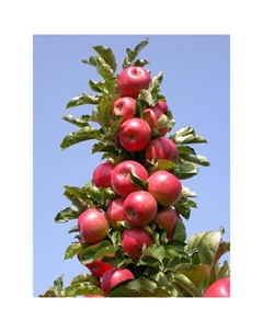 Саженец Яблоня колонновидная (горшок 9*9*14, 2л) Московское ожерелье, 1 шт, Осень 2025 Сады урала