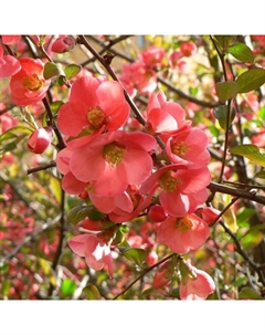 Саженец Айва (горшок р9) Фелконет скарлет, 1 шт, Осень 2025 Сады урала