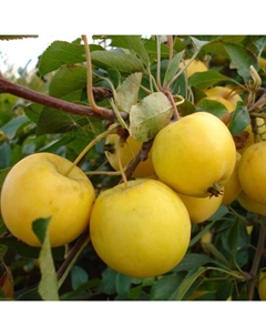 Саженец Яблоня штамбовая (на семенном подвое) ОКС Уральское наливное, 1 шт, Осень 2025 Сады урала