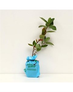 Саженец Арония Амит (горшок р9), 1 шт., Осень 2025 Сады урала