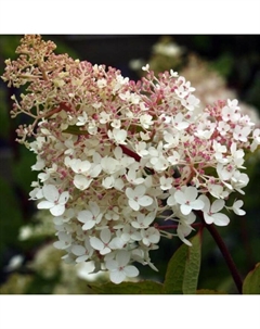 Саженец Гортензия (горшок р9) Биг Бен, 1 шт, Осень 2025 Сады урала