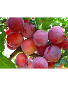 Саженец Слива привитая (ОКС) Содружество, 1 шт, Осень 2025 Сады урала