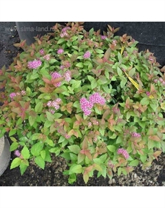 Саженец Спирея (горшок р9) Джангу, 1 шт, Осень 2025 Сады урала