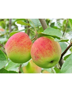 Саженец Яблоня штамбовая (на семенном подвое) ОКС Первоуральское, 1 шт, Осень 2025 Сады урала