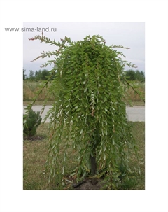 Саженец Ива (горшок р9) Пендула, 1 шт, Осень 2025 Сады урала