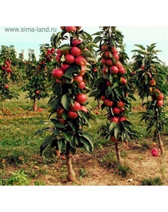 Саженец Яблоня колонновидная (горшок 9*9*14, 2л) Арбат, 1 шт, Осень 2025 Сады урала