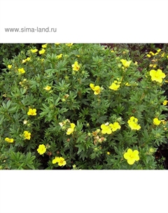 Саженец Курильский чай (горшок р9) Минелус, 1 шт, Осень 2025 Сады урала