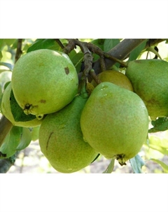 Саженец Груша окс (от 100 см) Гвидон, 1 шт, Осень 2025 Сады урала