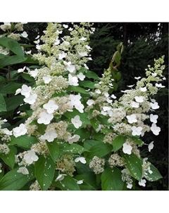 Саженец Гортензия (горшок р9) Грейт Эскейп, 1 шт, Осень 2025 Сады урала