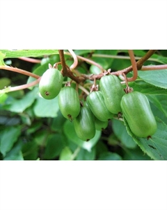 Саженец Актинидия (горшок р9) Ароматная, 1 шт, Осень 2025 Сады урала