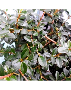 Саженец Кизильник (горшок р9) Стокгольм, 1 шт, Осень 2025 Сады урала