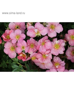 Саженец Курильский чай (горшок р9) Претти Полли, 1 шт, Осень 2025 Сады урала