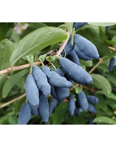 Саженец Жимолость (ОКС) Фиалка, 1 шт, Осень 2025 Сады урала