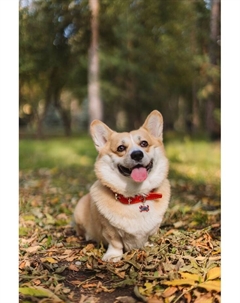 Ошейник кожаный на синтепоне, безразмерный, 65×3 см, ОШ 22-55 см, красный Пижон