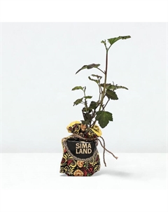 Саженец Пузыреплодник (горшок р9) Дьяболо, 1 шт, Осень 2025 Сады урала